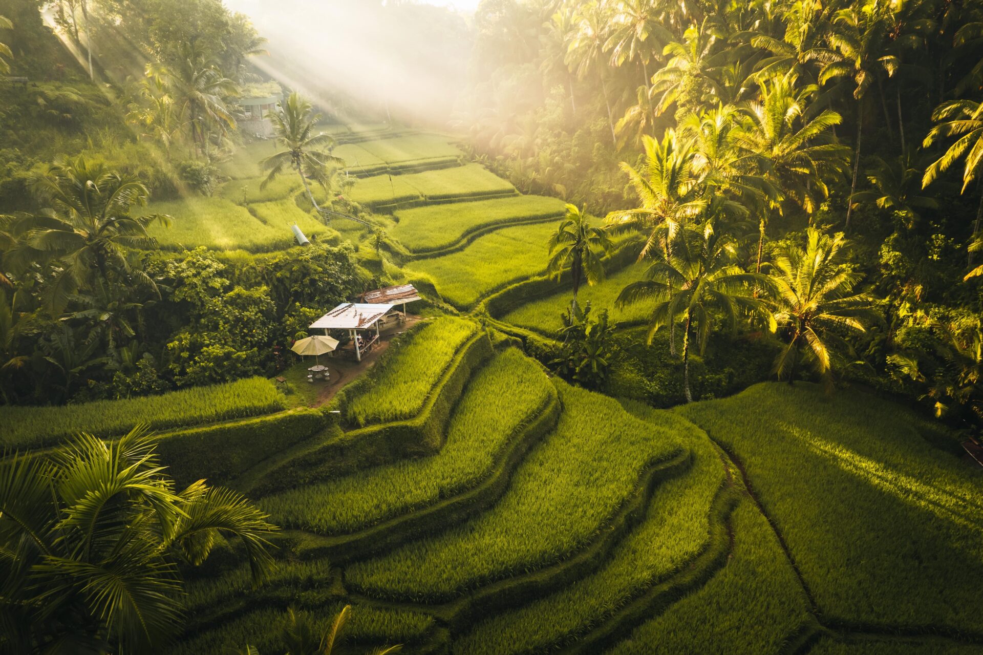 rizières bali