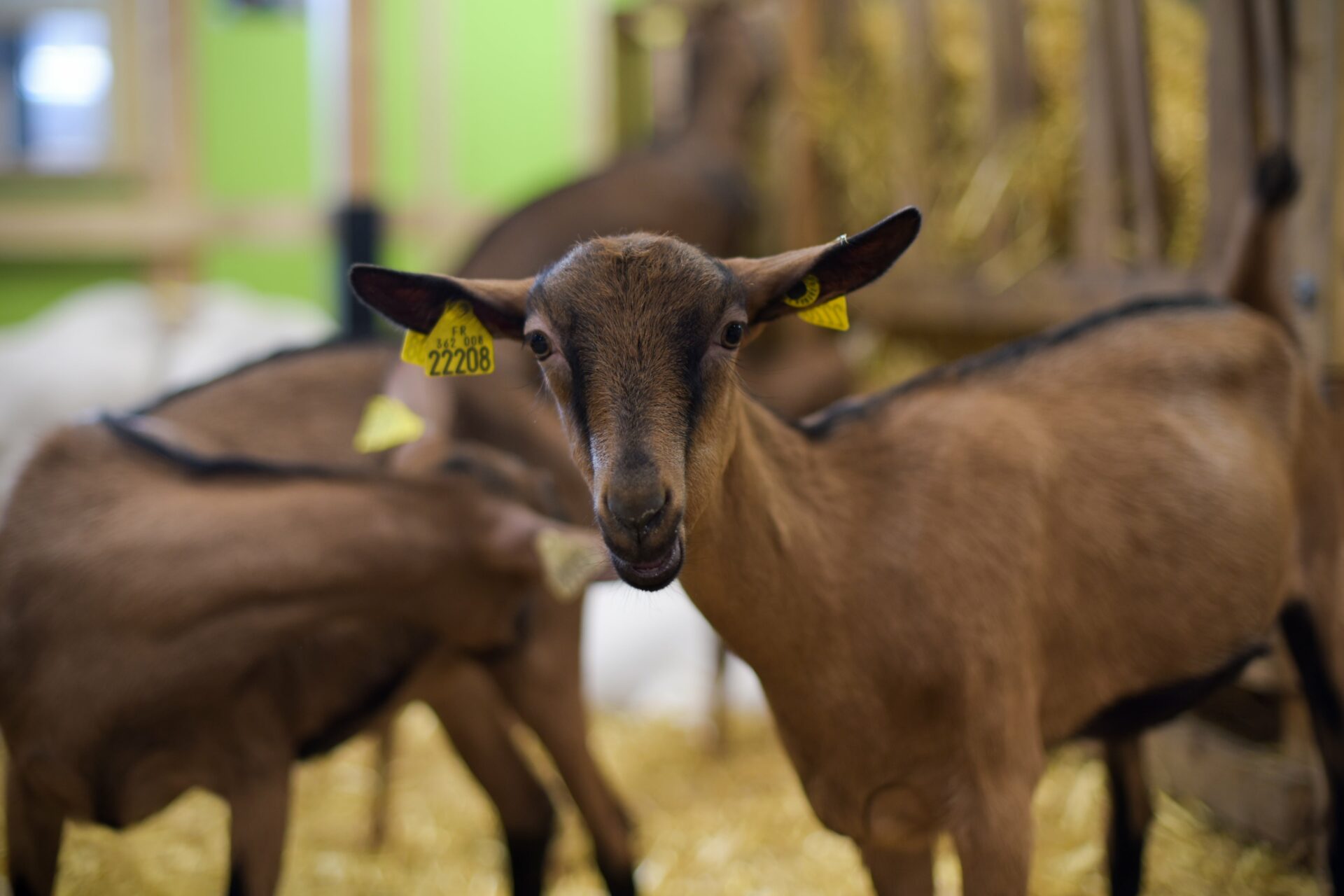 Salon de l'agriculture, Paris