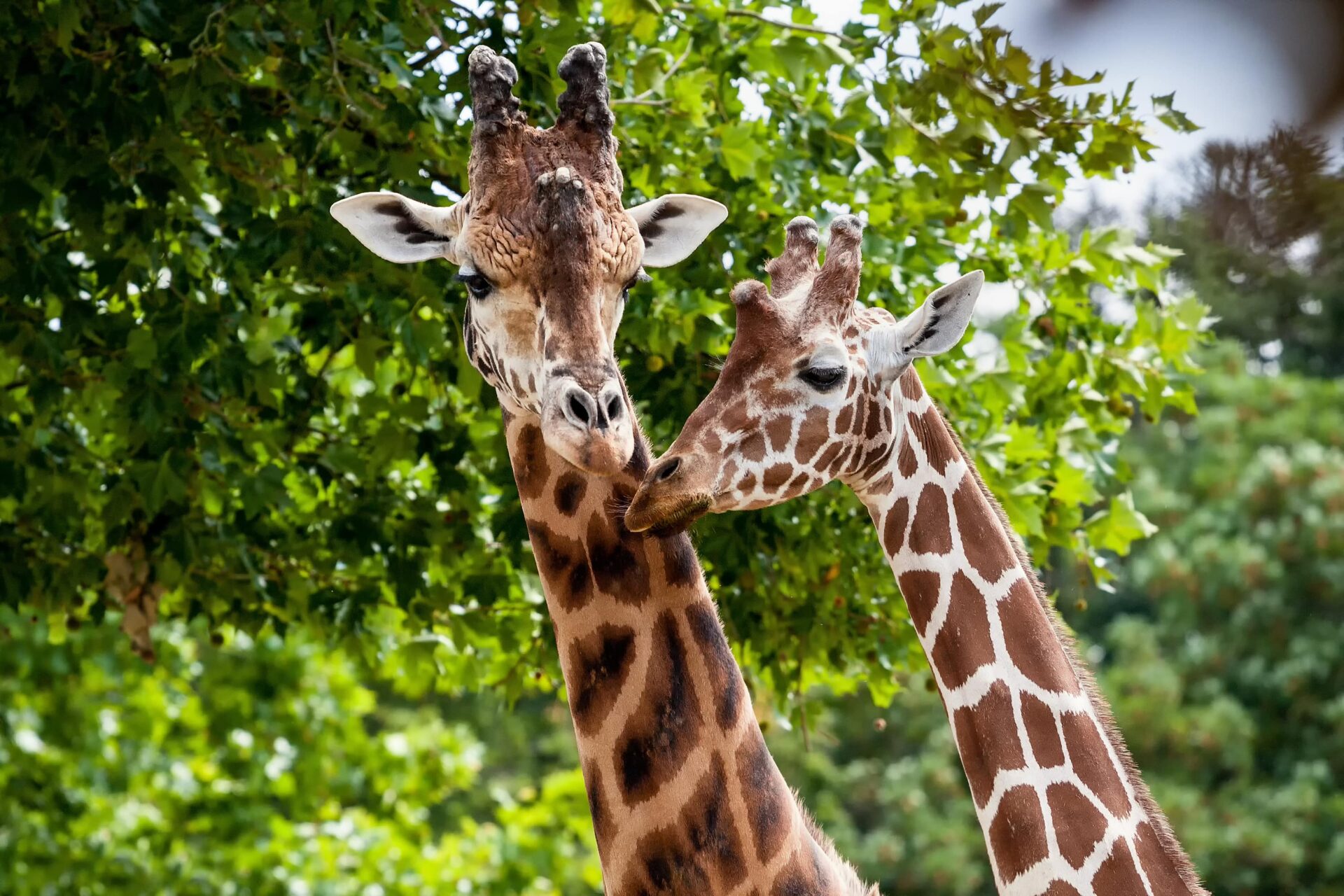 Girafes, Zoo de Beauval