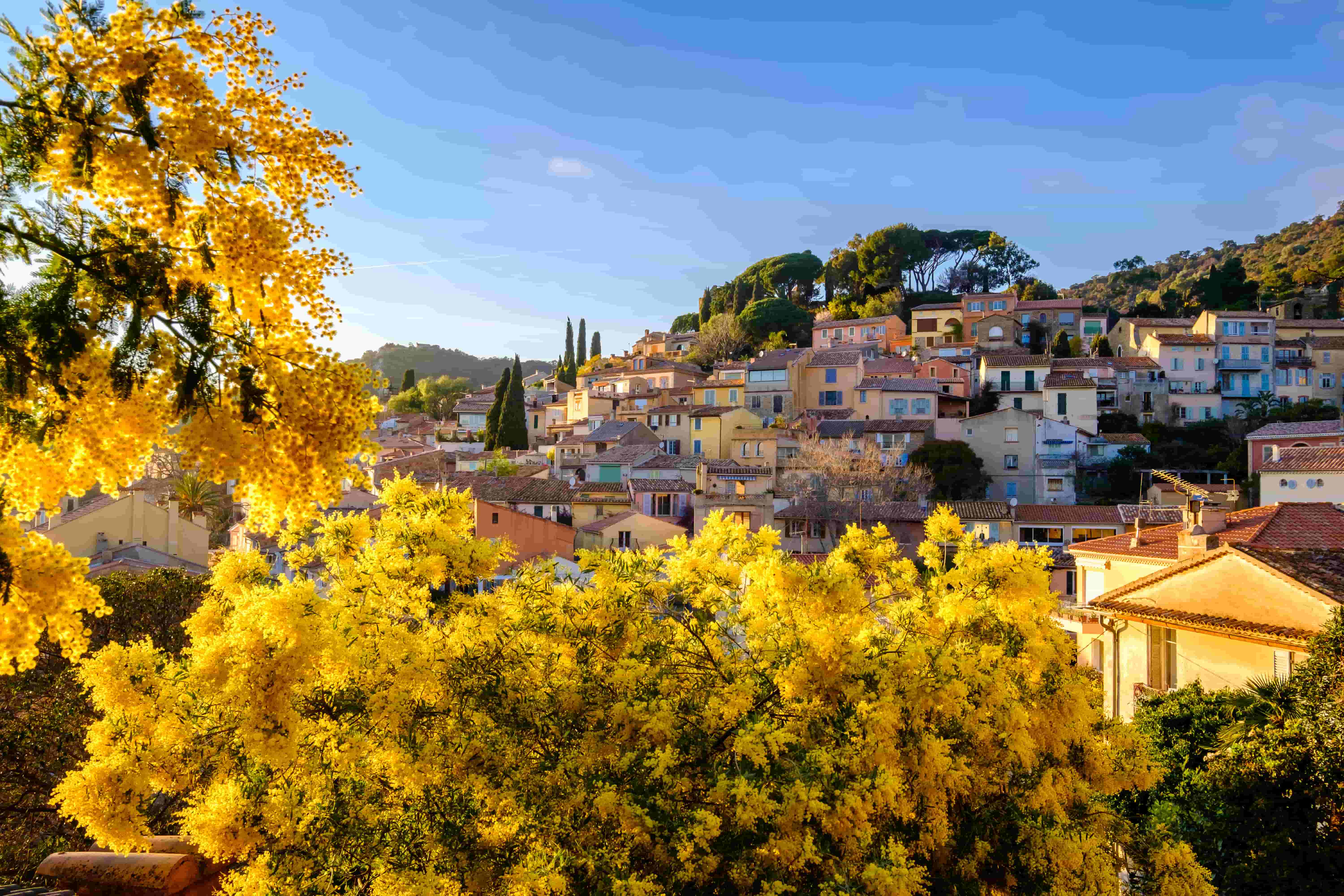 Village de Bormes les Mimosas vu de loin avec des Mimosas au devant de la photo