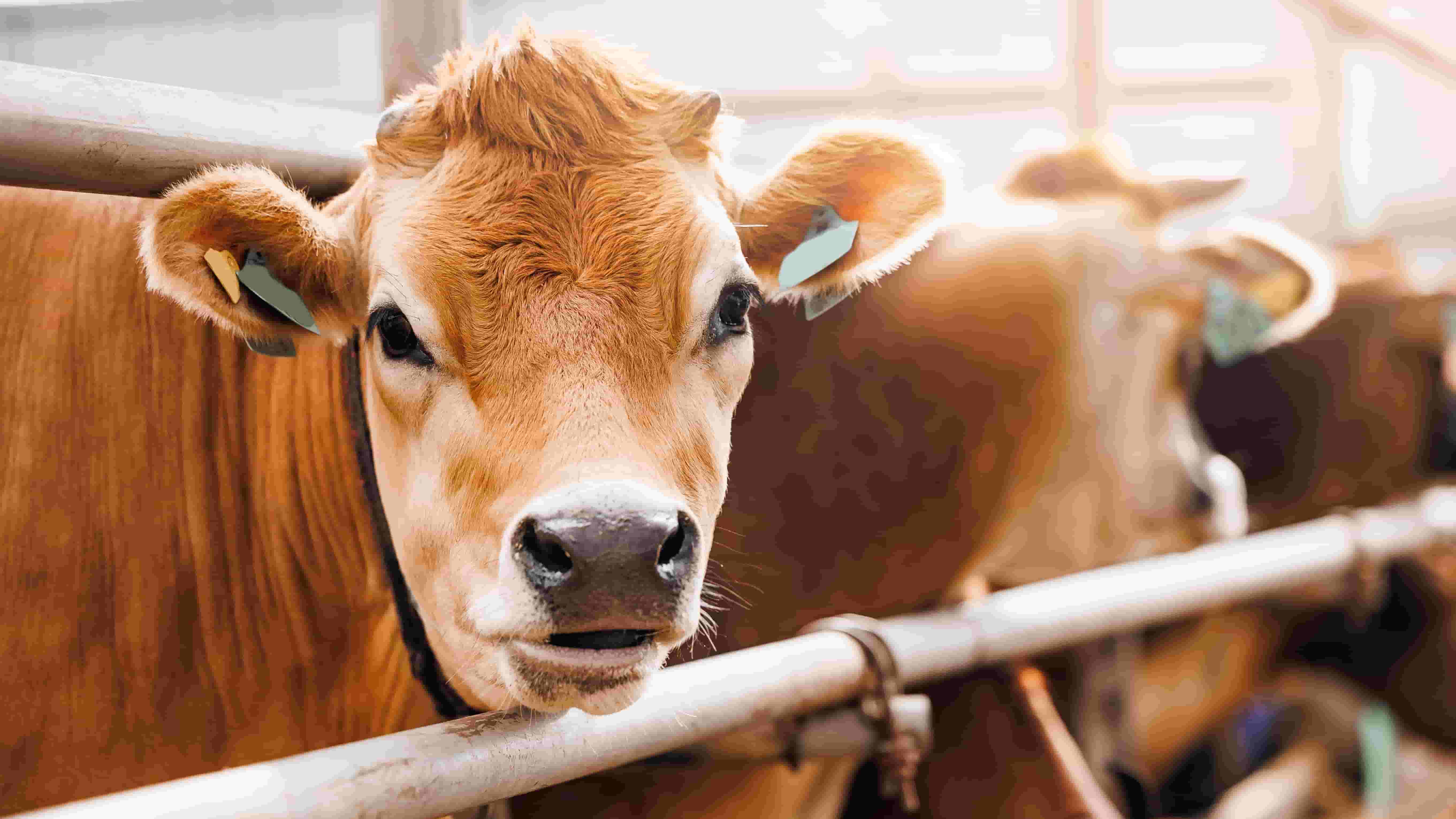 Salon de l'Agriculture à Paris, Vache