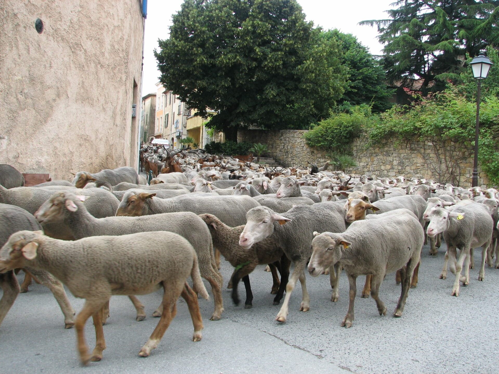 Transhumance des moutons à Istres