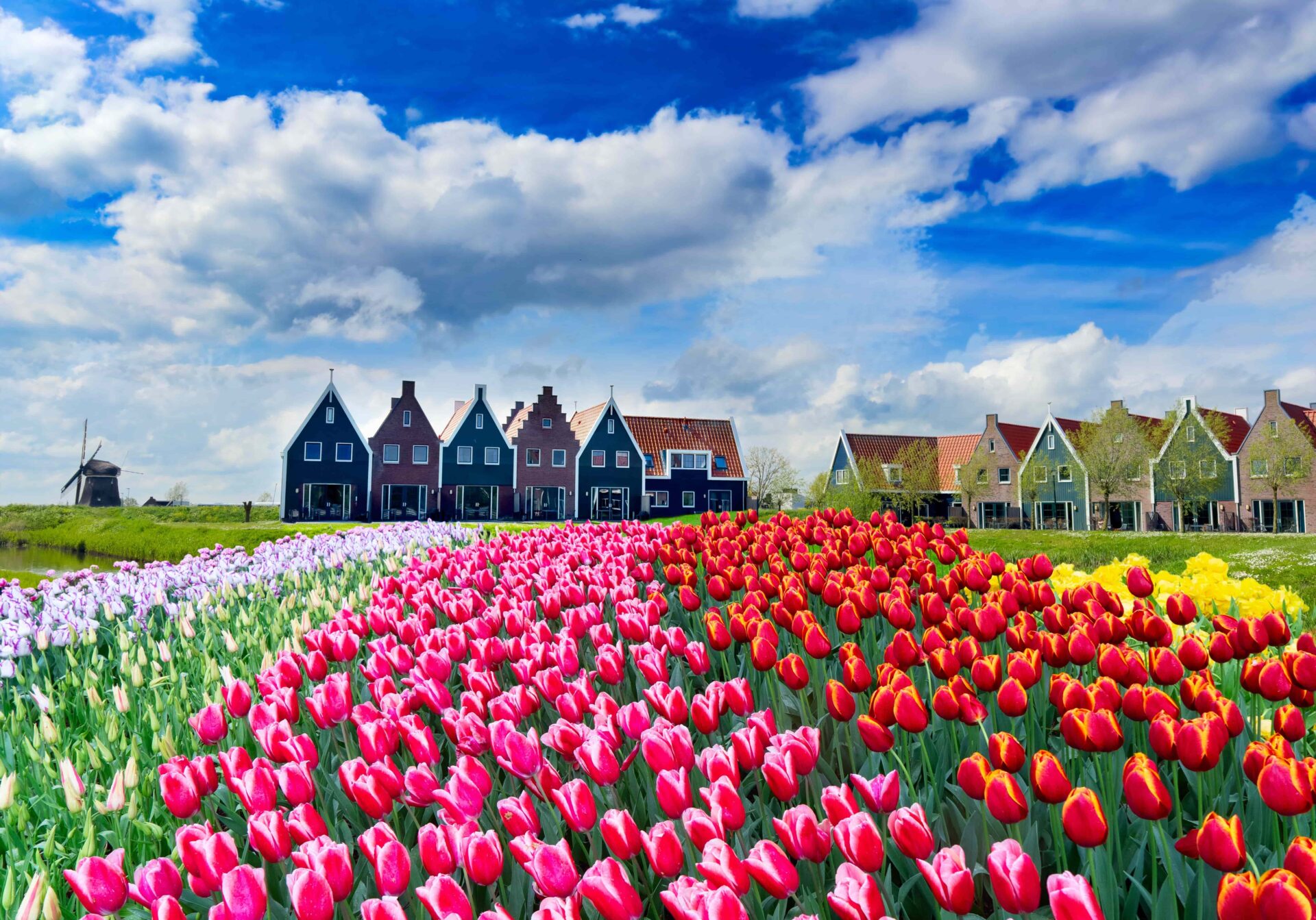 Volendam, champs de Tulipes